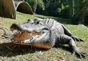 Crocodile